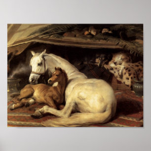 Póster Sir Edwin Henry Landseer   Tienda árabe
