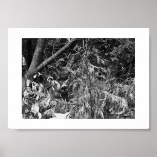 Póster Sir Stag Yosemite Senderismo foto en blanco y negr