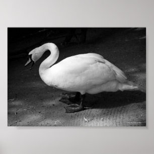 Póster SisSs