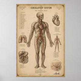 Póster Sistema Circulatorio Anatómico Vintage
