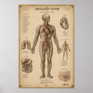 Póster Sistema Circulatorio Anatómico Vintage