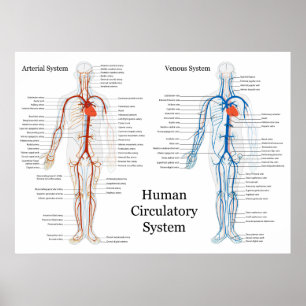 Póster Sistema circulatorio humano de arterias y de venas