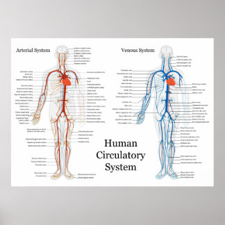 Póster Sistema circulatorio humano de arterias y venas