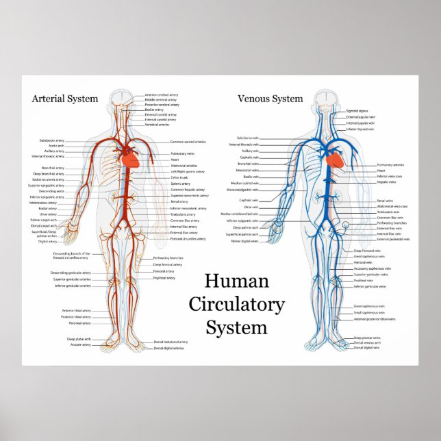 Póster Sistema circulatorio humano de arterias y venas (Frente)