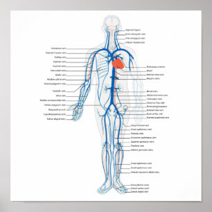 Póster Sistema Circulatorio Humano de Venas