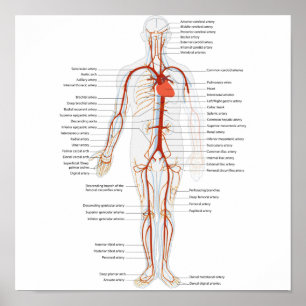 Póster Sistema circulatorio humano poster de arterias