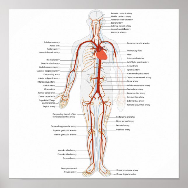 Póster Sistema circulatorio humano poster de arterias (Frente)
