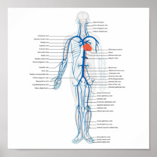 Póster Sistema circulatorio humano poster de venas