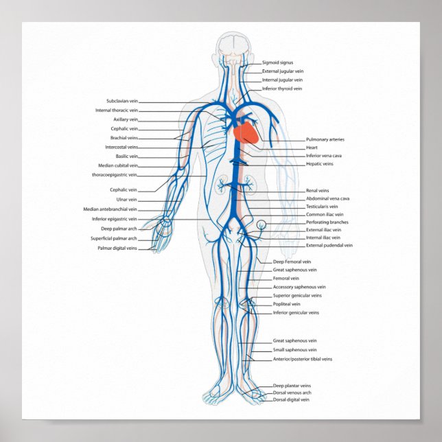 Póster Sistema circulatorio humano poster de venas (Frente)