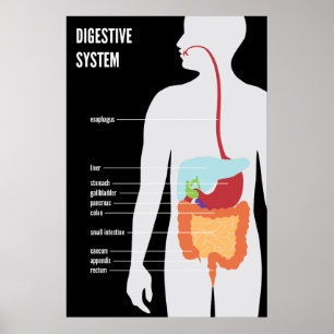 Póster Sistema digestivo