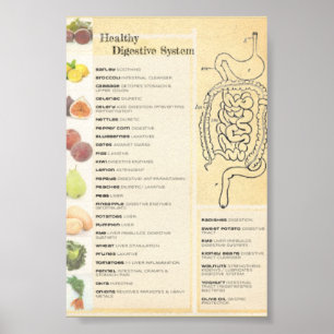 Póster Sistema digestivo saludable