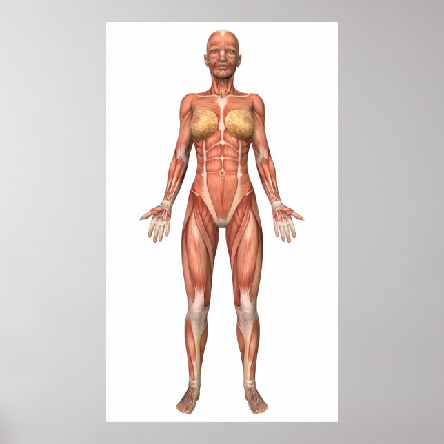 Póster Sistema muscular femenino, vista frontal (Frente)
