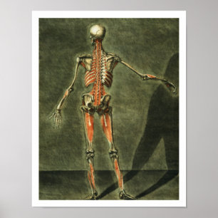 Póster Sistema muscular profundo de la parte posterior de