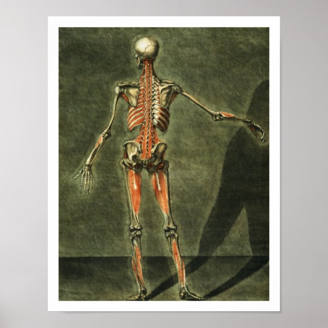 Póster Sistema muscular profundo de la parte posterior de (Frente)