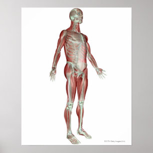 Póster Sistema musculoesquelético 8