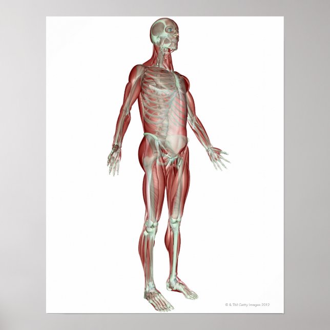 Póster Sistema musculoesquelético 8 (Frente)