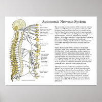 Sistema nervioso autónomo Poster ANS