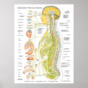 Póster Sistema nervioso autónomo Poster quiropráctico