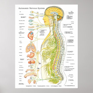 Póster Sistema nervioso autónomo Poster quiropráctico