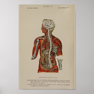 Póster Sistema nervioso Cordón espinal Nervios Anatomía I