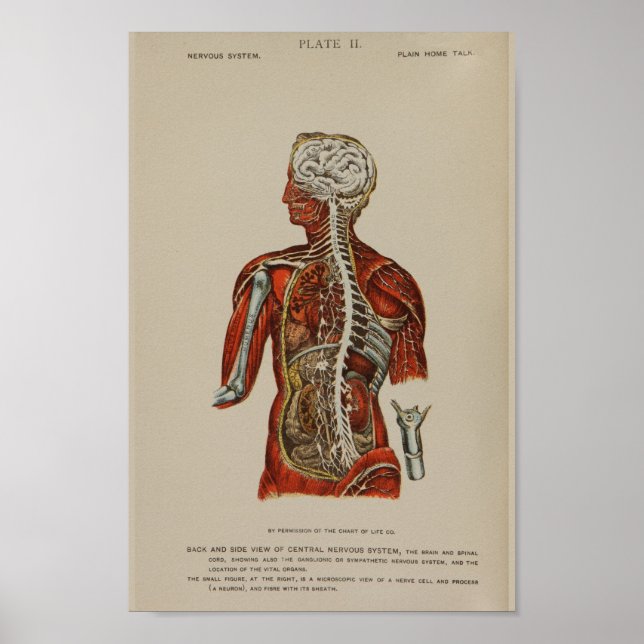 Póster Sistema nervioso Cordón espinal Nervios Anatomía I (Frente)
