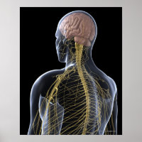 Sistema Nervioso Humano