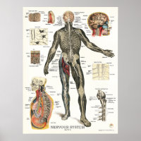 Sistema nervioso Nervios espinales Poster de anato
