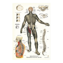 Sistema Nervioso Nervios espinales Quiropráctico 2