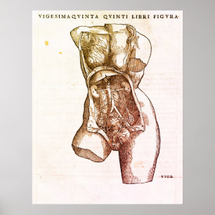 Póster Sistema reproductivo femenino Ilustracion médico