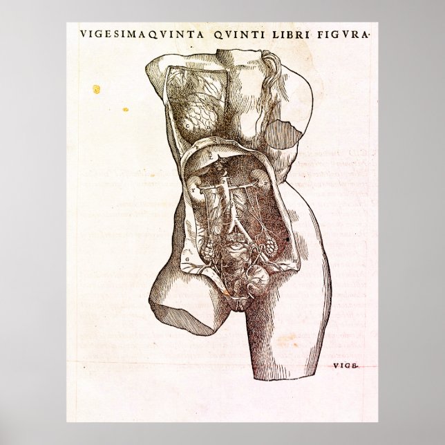 Póster Sistema reproductivo femenino Ilustracion médico (Frente)