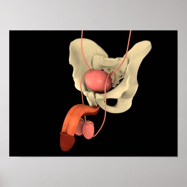 Póster Sistema reproductivo masculino humano 2 (Frente)