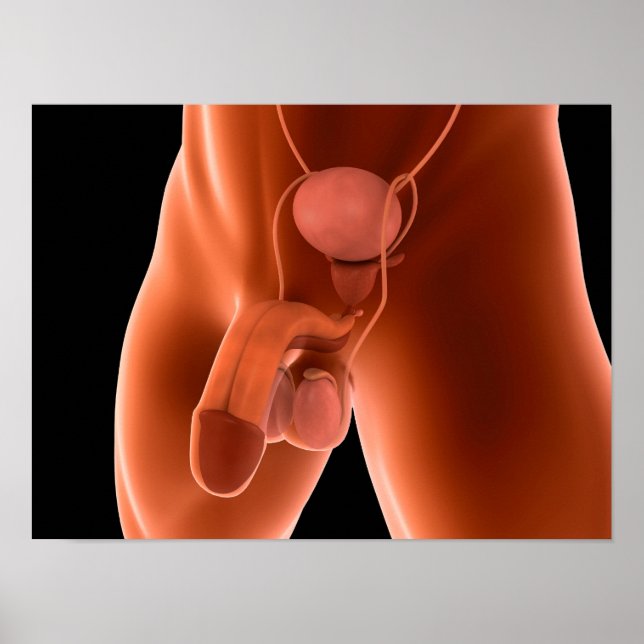 Póster Sistema reproductivo masculino humano 6 (Frente)