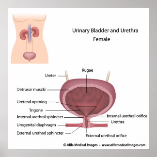 Póster Sistema urinario femenino etiquetado