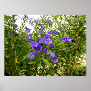 Póster Sisyrinchium Angustifolium Poster