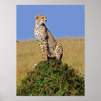 Póster Sitting Cheetah