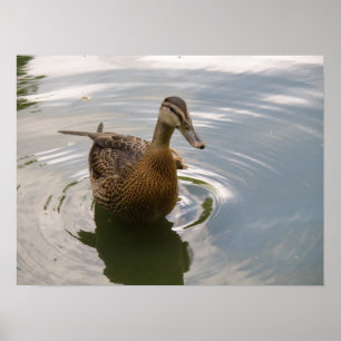 Póster Sitting Duck Print