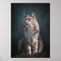 Sitting iberian lynx