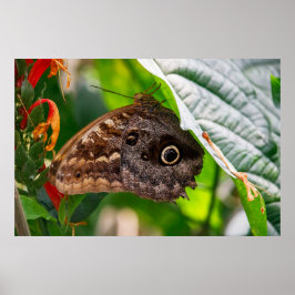 Póster Sitting Still