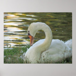 Póster Sitting Swan Poster