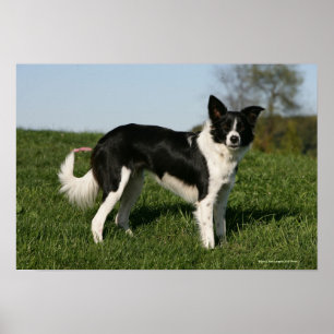 Póster Situación del border collie