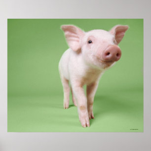 Póster Situación del cochinillo
