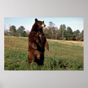 Póster Situación del oso negro erguida