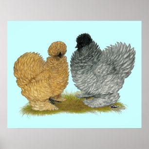 Póster Sizzle Chickens