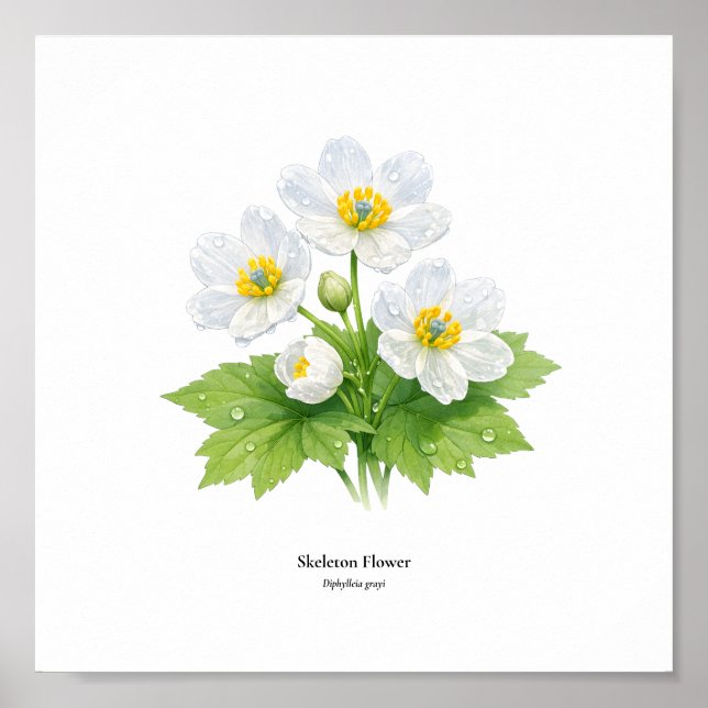 Póster Skeleton Flower Botanical Illustration – Art Print (Frente)