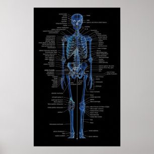 Póster skeleton poster