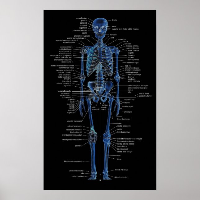 Póster skeleton poster (Frente)