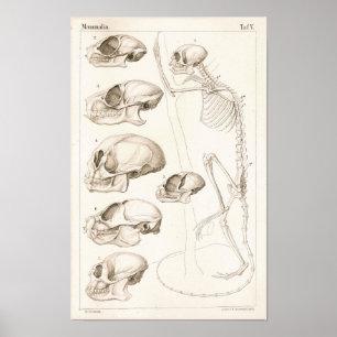 Póster Skeleton Skulls Monkeys Anatomía veterinaria Impri