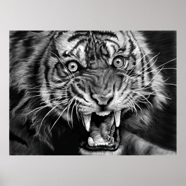 Póster Sketch of a wild tiger in black and whiteblack,whi (Frente)