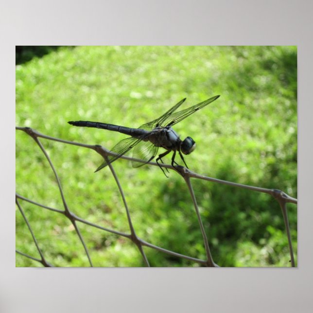Póster Skimmer azul (Frente)