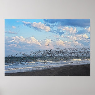 Póster Skimmers negros despegan en la playa de Cabo Canav